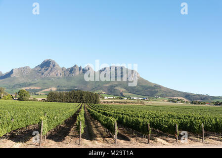 Vignes au pied de la montagne Helderberg entre Stellenbosch et Somerset West dans la région de Western Cape Afrique du Sud Banque D'Images