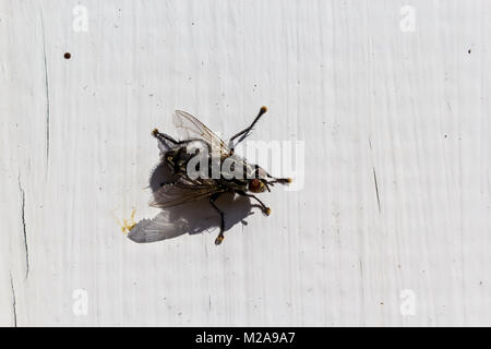 Voler sur un mur blanc, close-up Banque D'Images