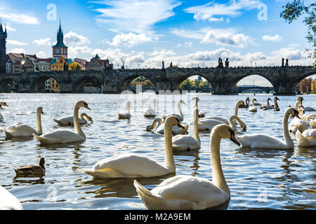 Prague, République tchèque : Paysage de cygnes blancs sur la Vltava, à côté du pont Charles. Banque D'Images