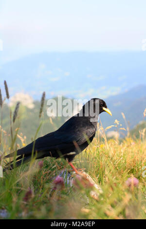 Blackbird assis sur un sommet de la montagne entre pelouse et fleurs Banque D'Images