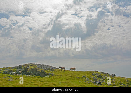 Poneys près de Cox Tor, Dartmoor National Park, Devon Banque D'Images