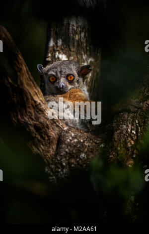 Randrianasolo's Lemur Lepilemur randrianasoloi sportive -, les forêts sèches, les Tsingy de Madagascar côte ouest. Lémurien nocturne mignon caché dans l'arbre. Banque D'Images