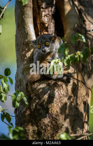 Randrianasolo's Lemur Lepilemur randrianasoloi sportive -, les forêts sèches, les Tsingy de Madagascar côte ouest. Lémurien nocturne mignon caché dans l'arbre. Banque D'Images