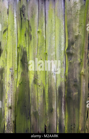 Vieux veru vert moussu planches verticales sur le côté ou la porte de farmer's barn Banque D'Images