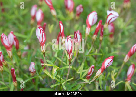 Oxalis versicolor fleurs dans un environnement protégé. Banque D'Images