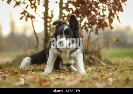 Image d'un jeune chiot border collie profitant de la marche dans la nature. Banque D'Images