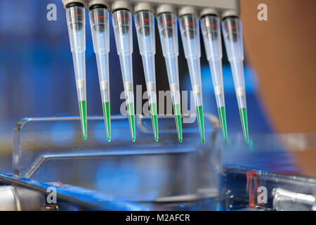 Des échantillons d'ADN amplifié chargement de gel d'agarose avec pipette multicanaux Banque D'Images