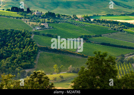 Abrite les célèbres vins de Brunello di Montalcino, les collines ondoyantes et les vignobles entourant Montalcino, Toscane, Italie Banque D'Images