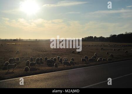 Le soleil projette une ligne mystique de la lumière sur la laine d'un troupeau de moutons. Banque D'Images