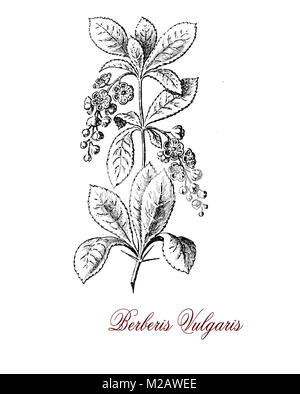 Vintage gravure de Berberis vulgaris ou épine-vinette commune, de l'arbuste cultivé comme des fruits pour les baies rouges riches en vitamine C Banque D'Images