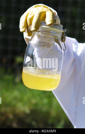 Beekeeper holding pot de miel après extraction Banque D'Images