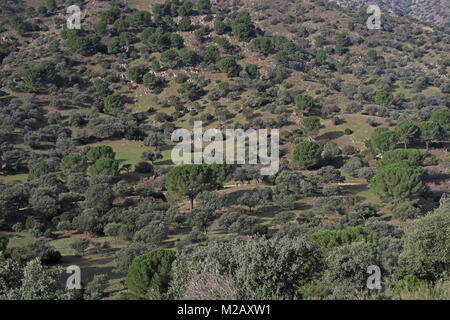 Vue sur le paysage boisé légèrement Parque Natural Sierra de Andujar, Jaen, Espagne Janvier Banque D'Images