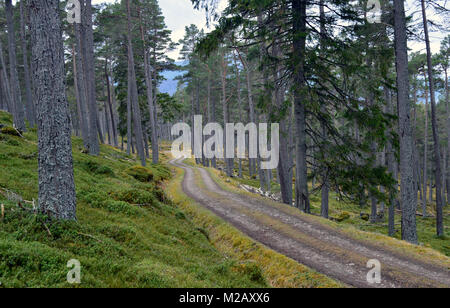 La voie d'Invercauld Woods menant à la montagne écossaise Corbett Carn Liath de Keiloch, Invercauld Bridge, le Parc National de Cairngorms, en Écosse Banque D'Images