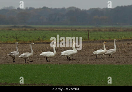 Cygne chanteur (Cygnus cygnus) groupe d'adultes et d'adolescents sur l'alimentation des betteraves récoltées Eccles champ-sur-Mer, Norfolk, UK Novembre Banque D'Images