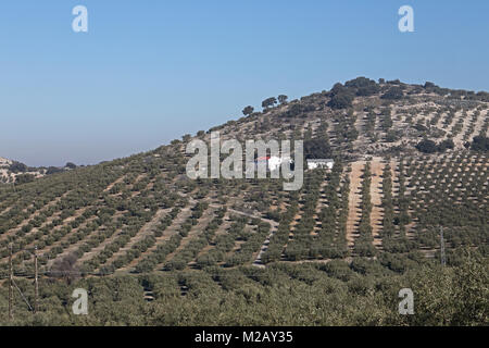 Vue sur les oliveraies Jaen province, région d'Andalousie, Espagne, Europe Janvier Banque D'Images