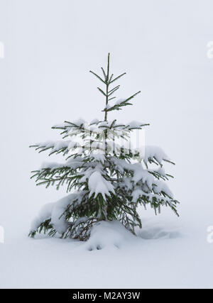 Seul arbre pin recouvert de neige en hiver Banque D'Images