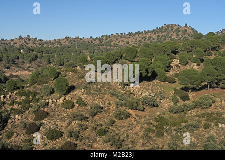 Vue sur colline rocheuse légèrement boisés Parque Natural Sierra de Andujar, Jaen, Espagne Janvier Banque D'Images