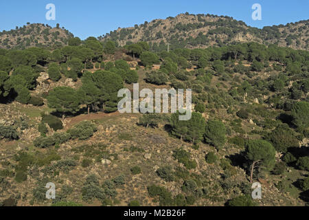 Vue sur colline rocheuse légèrement boisés Parque Natural Sierra de Andujar, Jaen, Espagne Janvier Banque D'Images