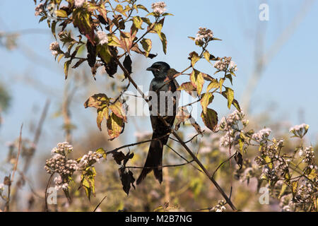 A black Drongo oiseau repose dans une succursale à Sauraha, Chitwan, Népal. Banque D'Images