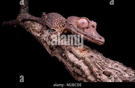 L'Uroplatus henkeli gecko à queue de feuille / Banque D'Images