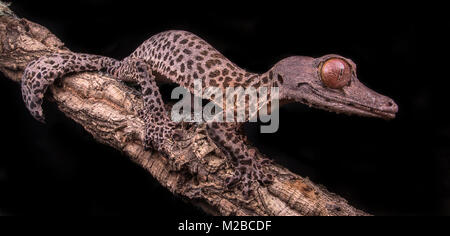 L'Uroplatus henkeli gecko à queue de feuille / Banque D'Images