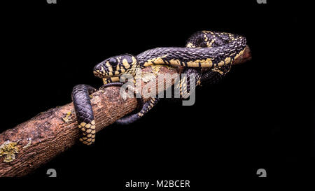 Spilotes puillatus / serpent rat jaune Banque D'Images
