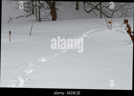 Des traces dans la neige au Québec,Canada Banque D'Images