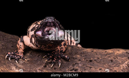 Heloderma suspectum cinctum / Gila monster Banque D'Images