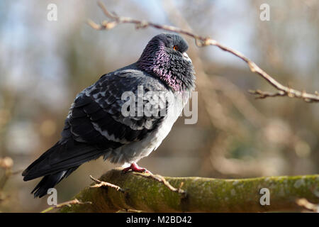 Pigeon sauvage Banque D'Images