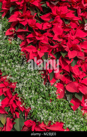 PORTUGAL Madère Madère poinsettia rouge fleurs rouges dans un écran de fleurs de noël Banque D'Images