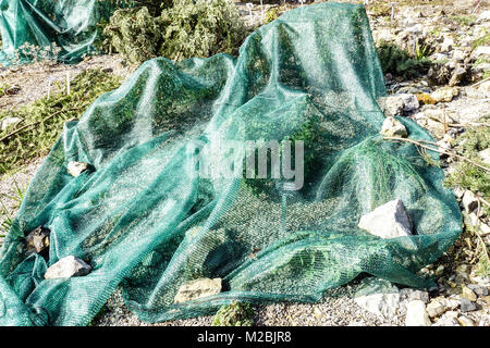La couverture des plantes sensibles sur les roches est protégée du gel hivernal et du soleil hiver filet de protection sur une rocaille, couverture du sol Banque D'Images