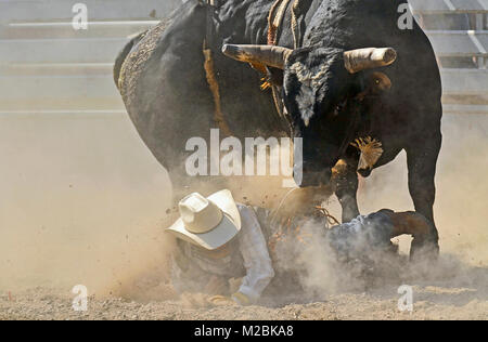 Un grand black bucking bull en regardant le cowboy qu'il vient de s'éteint au cours d'un événement équestre de bull à l'extérieur en arène dans des régions rurales de l'Alberta, Canada Banque D'Images