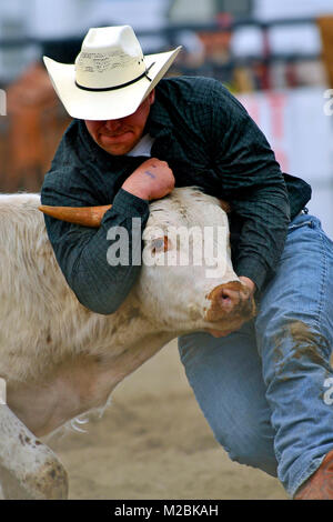 Un gros plan vertical image d'un cow-boy d'essayer de jeter un boeuf à un rodeo bull doggin événement dans des régions rurales de l'Alberta, Canada. Banque D'Images