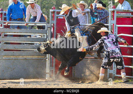 Un cowboy à cheval un bucking bull éclate hors de la goulotte de tronçonnage à un rodéo dans les régions rurales de l'Alberta Canada Banque D'Images