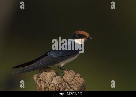 Gibide à queue métallique, Hirundo smithii, Marakissa, Gambie, Afrique de l'Ouest Banque D'Images