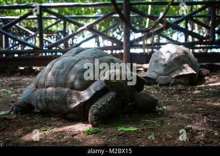 Les tortues géantes d'Aldabra au sanctuaire des Tortues, sur l'île de Prison réservation, Zanzibar Banque D'Images