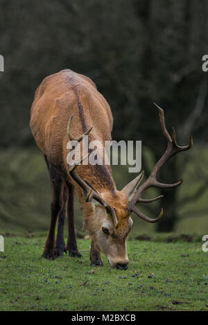 Red Deer Stag avec grand panache se nourrissant d'herbe d'hiver. Banque D'Images