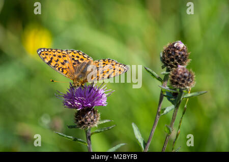 Silver-lavé fritillary papillon sur la centaurée commune Banque D'Images