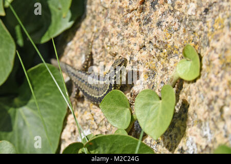 Femme lézard des murailles Podarcis muralis sur un rocher sur Gorey Castle sur l'île de Jersey UK avec ivy grandit la mur. Banque D'Images