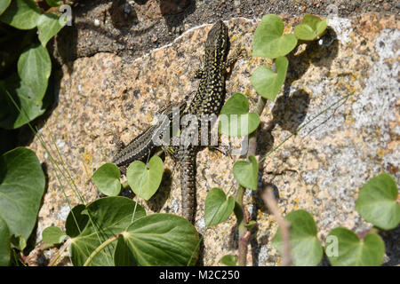 Homme et Femme lézard des murailles Podarcis muralis sur un rocher sur Gorey Castle sur l'île de Jersey UK avec ivy grandit la mur. Banque D'Images