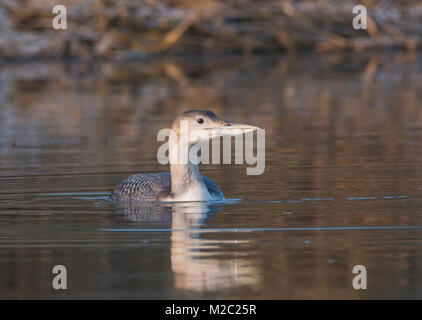 Très rare bec blanc Gavia adamsii plongeur sur une rivière en hiver dans le comté du Lincolnshire en Angleterre, avec le gel couvertes de roseaux dans l'arrière-plan. Banque D'Images