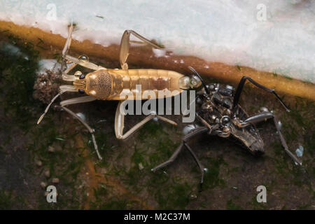 Vue dorsale d'une eau fraîchement muées Cricket (Velia caprai Velia saulii) (ou) sur une feuille dans un bassin d'eau. Tipperary, Irlande. Banque D'Images