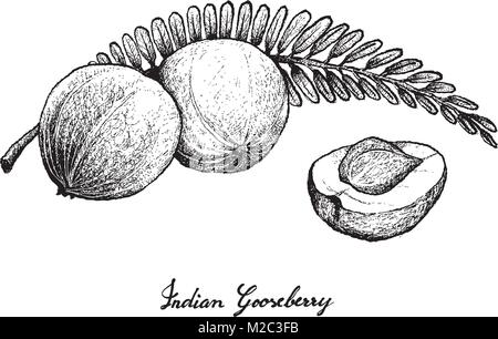 Les fruits tropicaux, Illustration de la main douce esquisse dessinée Indian Gooseberry isolé sur fond blanc. Illustration de Vecteur