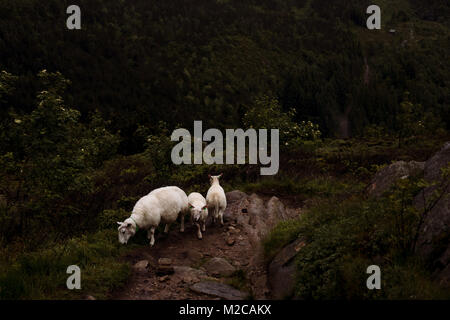 Une mère et ses deux agneaux Brebis paître sur un chemin de montagne Banque D'Images