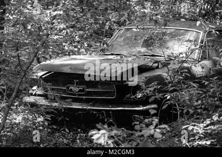 1966 Ford Mustang Fastback à abandonner sont boisées sur une ferme. Banque D'Images