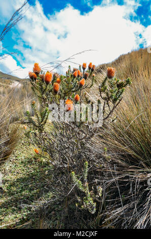 Fleur andine Chuquiragua près de volcan Chimborazo en Équateur Banque D'Images