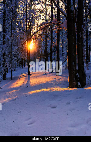 Montagnes hiver paysage. Vue panoramique sur le coucher du soleil dans la forêt, les arbres couverts de neige, la lumière du soleil se reflète dans la neige. Banque D'Images