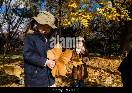 Les enfants japonais s'amusant avec les feuilles d'automne à l'Université de Hokkaido. L'université est également un célèbre spot touristique en particulier à la saison d'automne. Banque D'Images