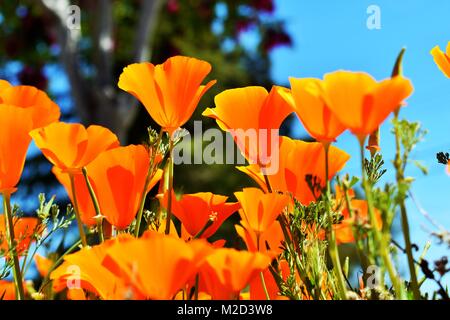 Coquelicots de Californie orange dans la région de Antelope Valley, Californie Banque D'Images