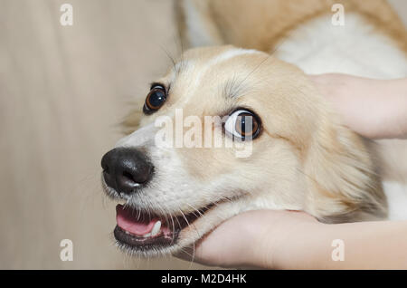 La tête du chien dans les mains des enfants. Focus sélectif. Banque D'Images